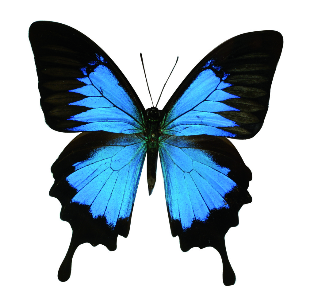 Papillon Ulysse