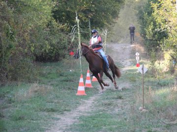 Concours Equitation©m Niel (1)