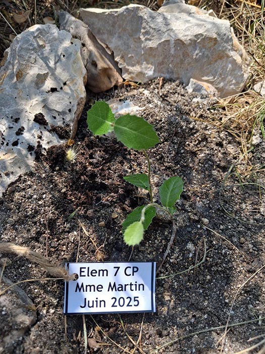 Site 4